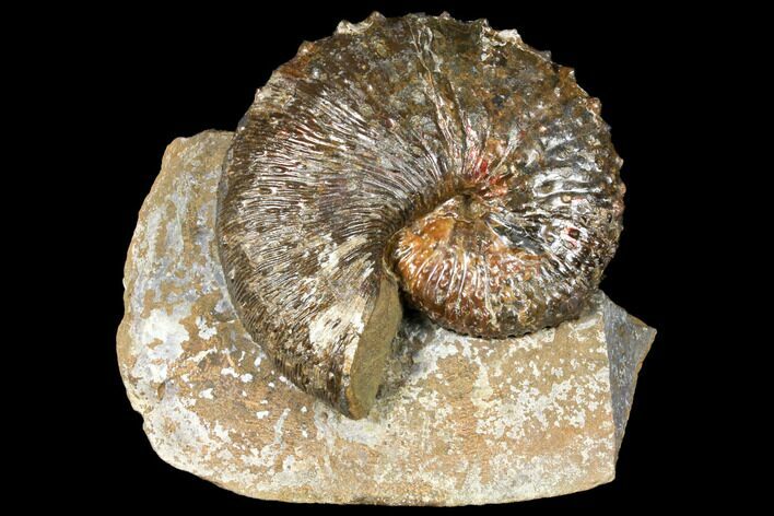 Fossil (Jeletzkytes) Ammonite - South Dakota #129526